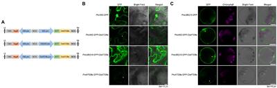 Monitoring Autophagy in Rice With GFP-ATG8 Marker Lines